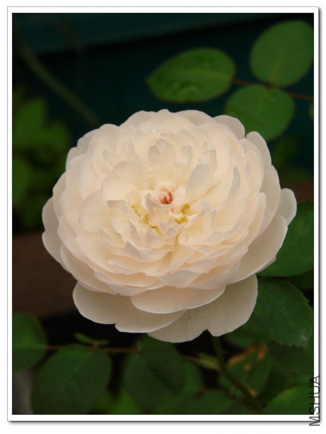 ������˹�Ǳ� .jpg