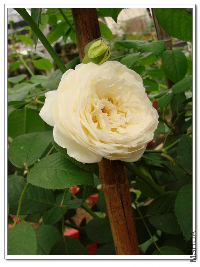 ��������˹͡ .jpg