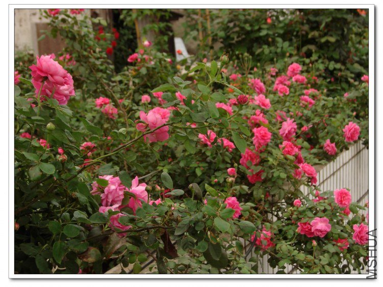 ������ .jpg