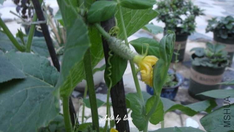 DSC01651.jpg