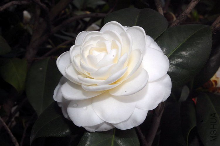 DSC_00030003.JPG