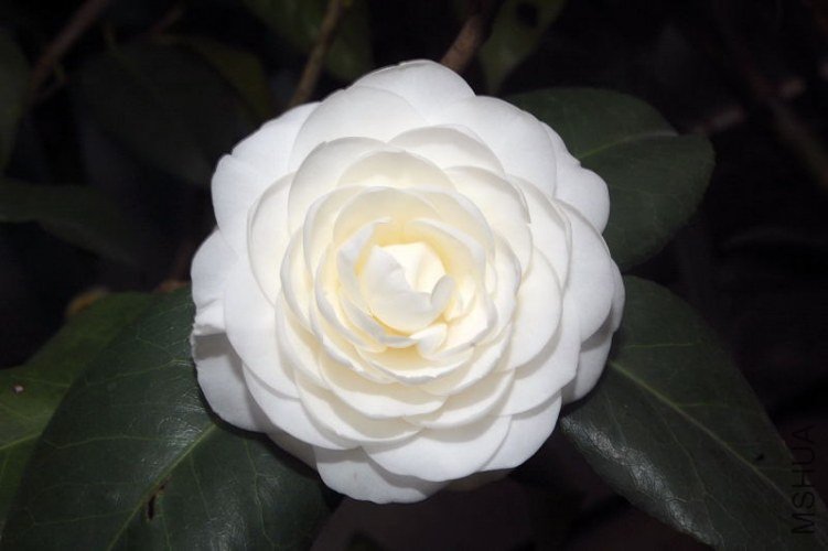 DSC_00180018.JPG