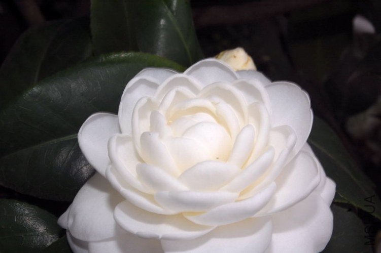 DSC_00150015.JPG