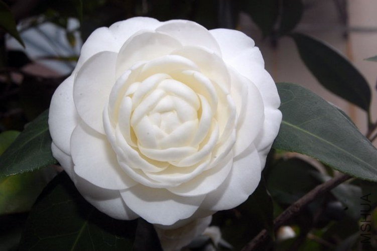 DSC_00090009.JPG