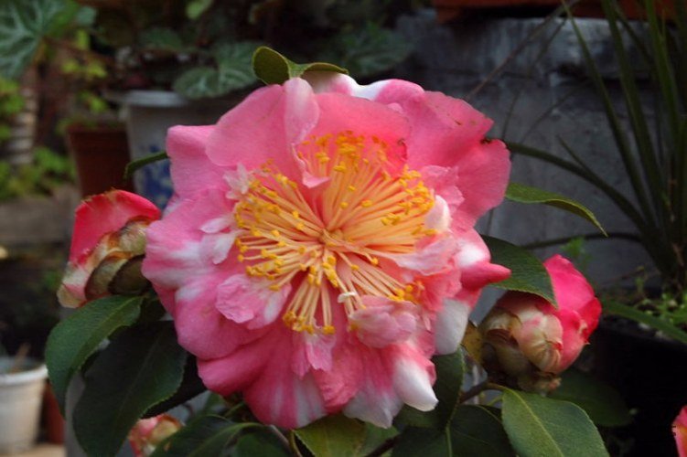 DSC_00690069.JPG