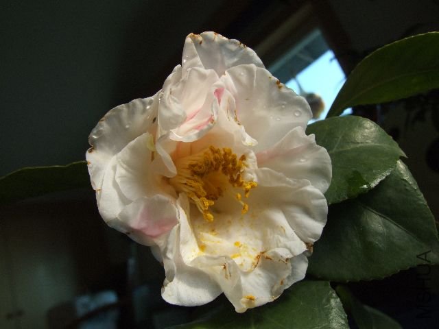 DSCF2743.jpg