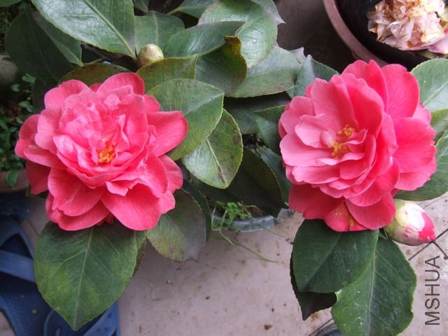 DSCF3668.jpg