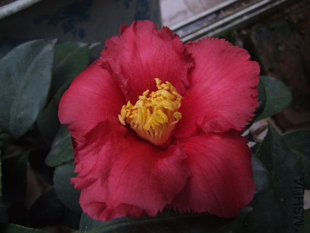 DSCF3433.jpg