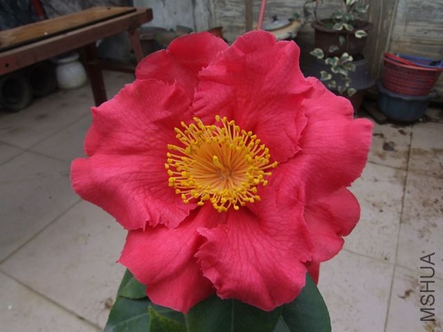 DSCF3592.jpg