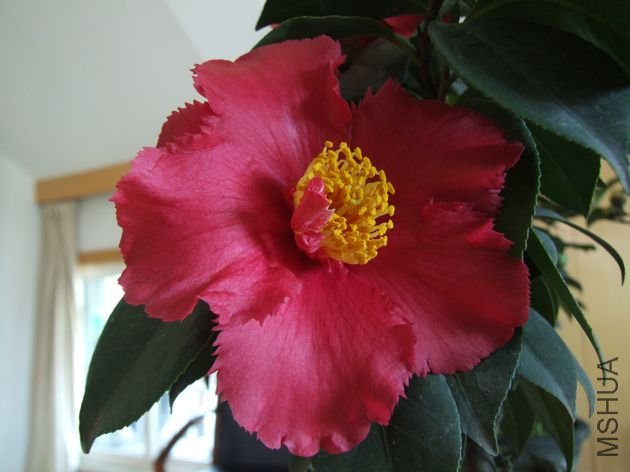 DSCF3533.jpg