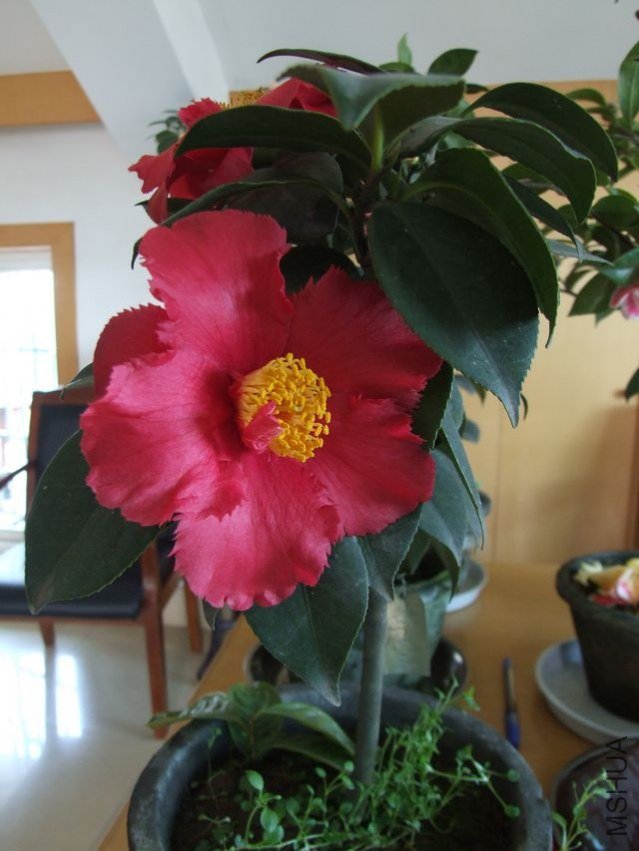 DSCF3535.jpg