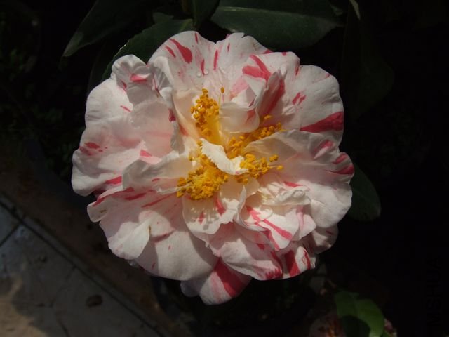 DSCF3746.jpg