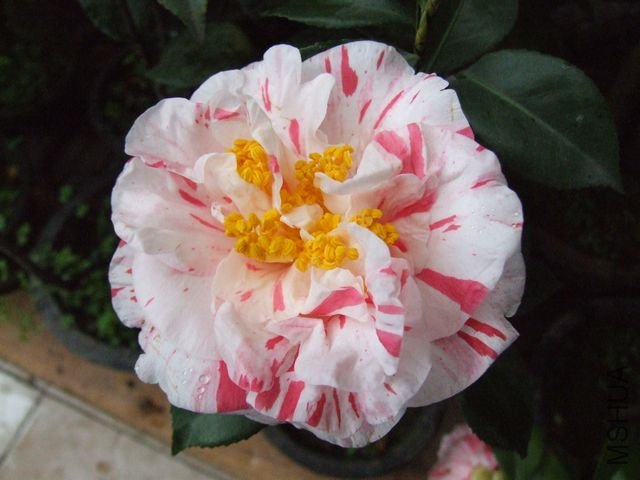 DSCF3704.jpg