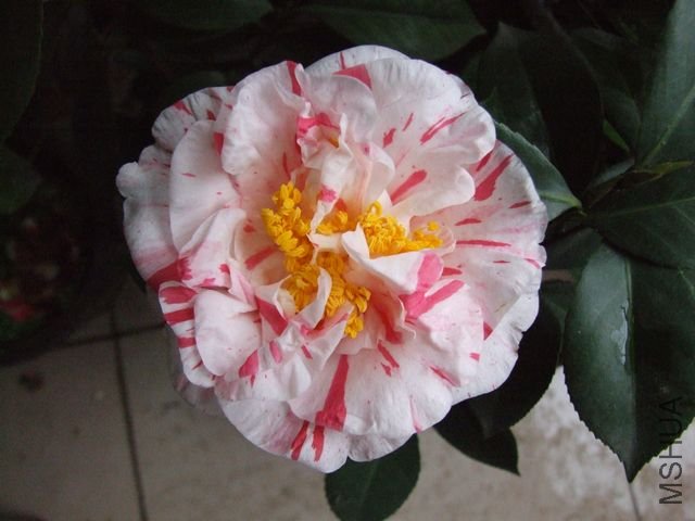 DSCF3683.jpg