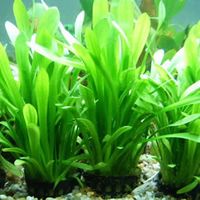 ��ˮ խҶֲ��