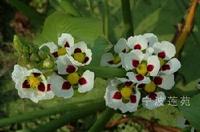 ��й�ƴȹ��� �ܺóԵ�