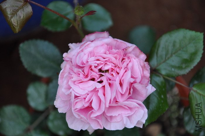 DSC_0206.JPG