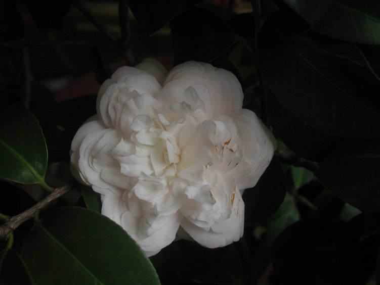 P1010006.JPG