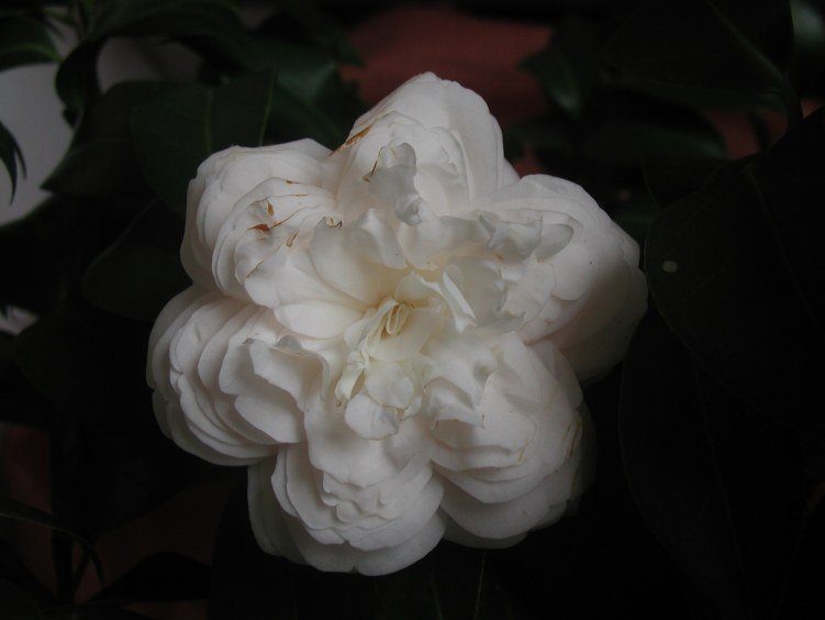 P1010007.JPG