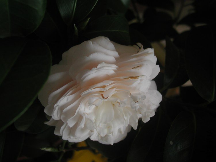 P1010008.JPG