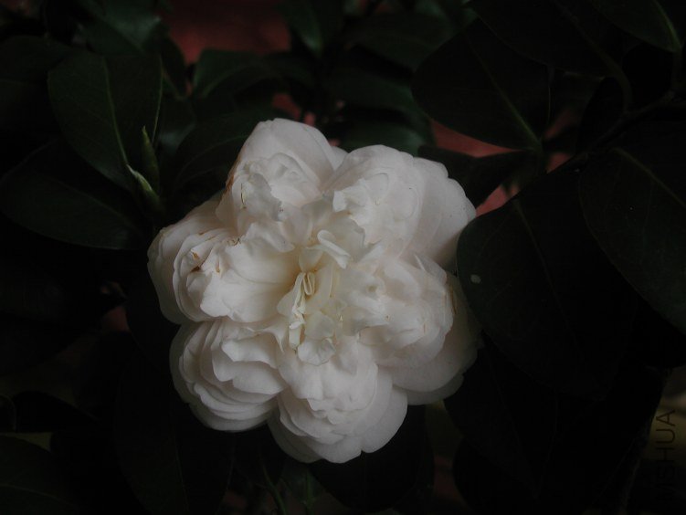 P1010009.JPG