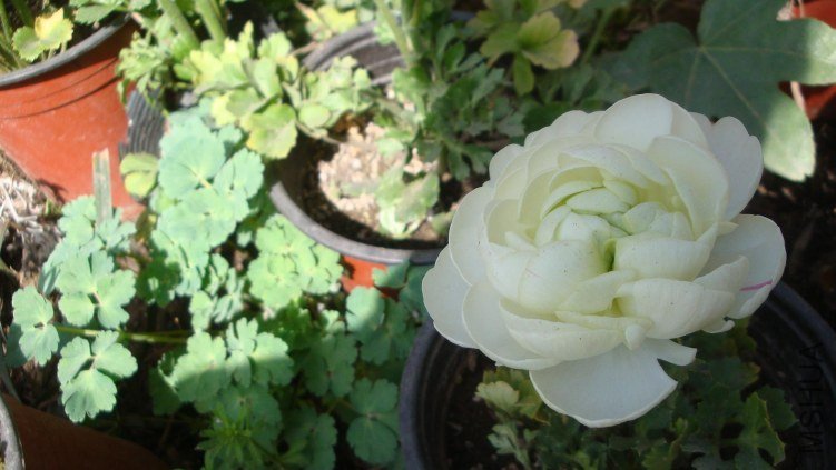 Table_Table_Table_DSC09930.jpg
