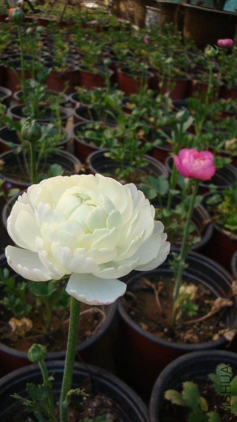 Table_Table_Table_DSC09913.jpg