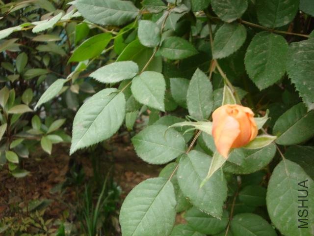 Table_DSC00001.jpg
