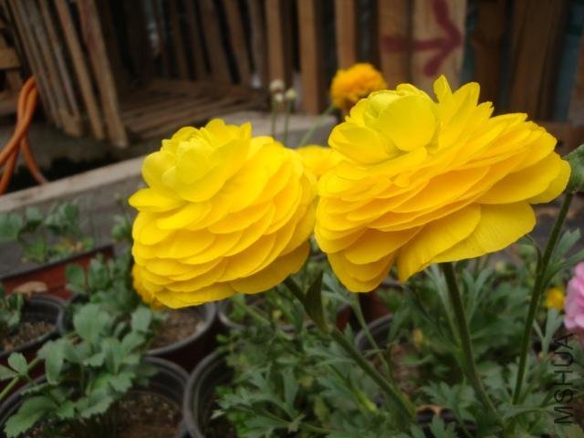 Table_Table_DSC09994.jpg