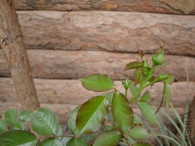 Table_DSC00030.jpg