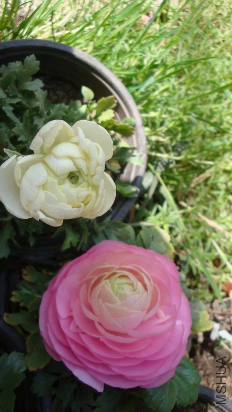 Table_Table_Table_DSC09920.jpg
