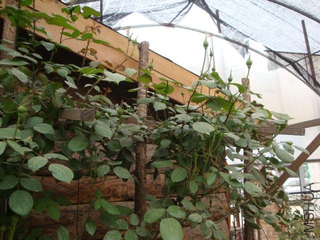 Table_DSC00027.jpg