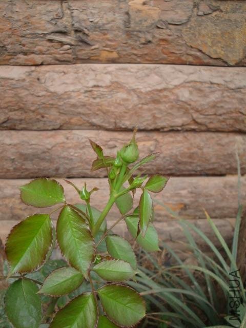 Table_DSC00028.jpg