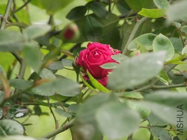 DSCF0332.jpg