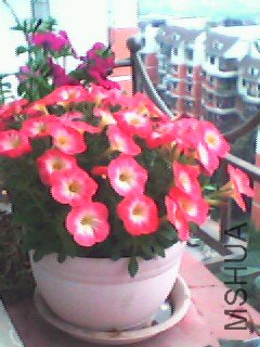 IMG0088A.jpg