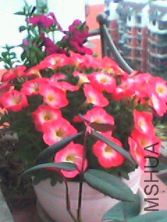 IMG0087A.jpg