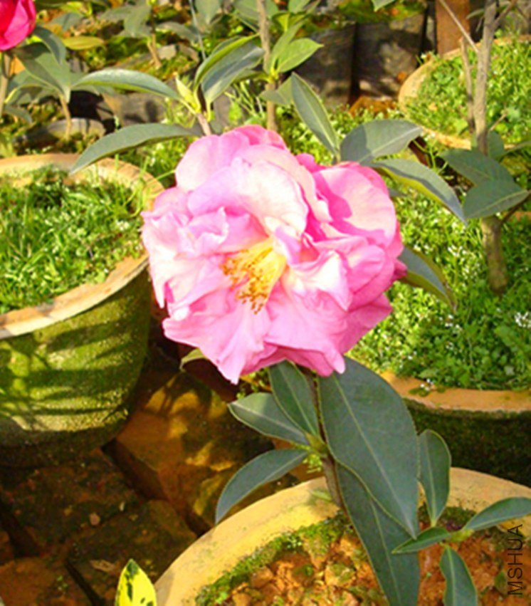 �ڽڸ�.jpg