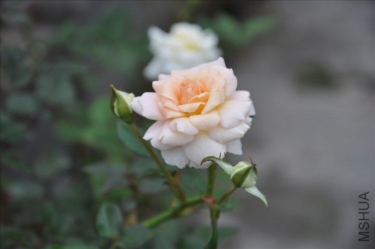 DSC_0136.jpg