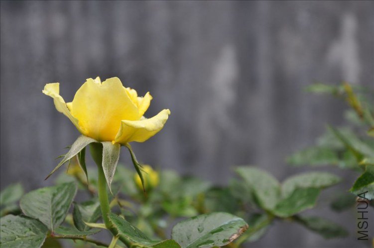 DSC_0145.jpg
