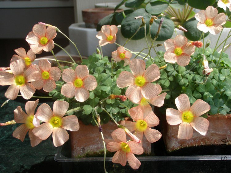 ����20120405_01.JPG