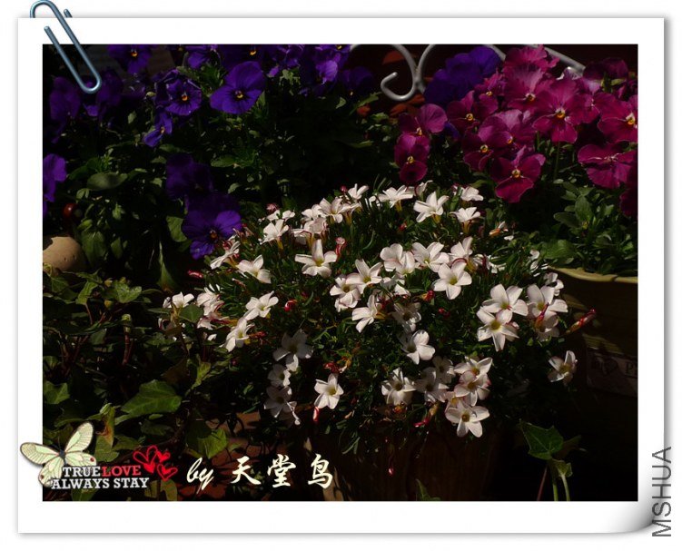 Oxalis versicolor ��������˫ɫ��.jpg