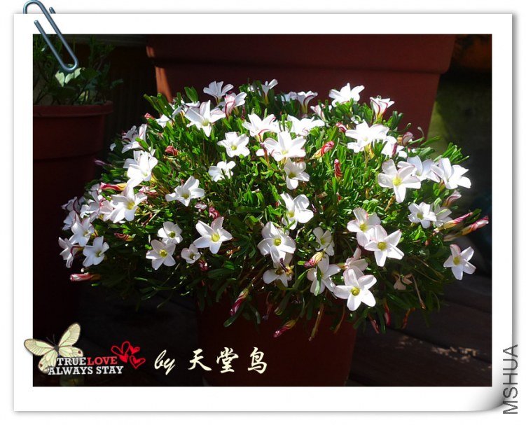 Oxalis versicolor ˫ɫ.jpg