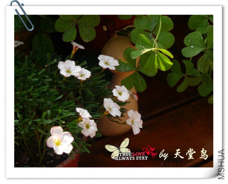 Oxalis versicolor ������˫ɫ.jpg