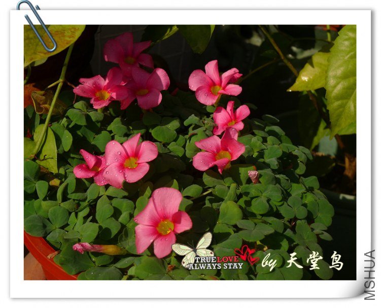 Oxalis purpurea pink.jpg