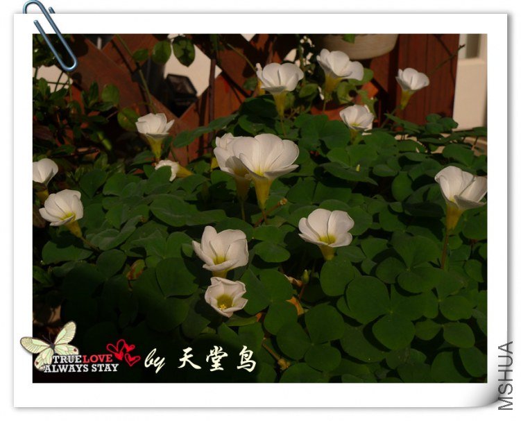 Oxalis purpurea White.jpg