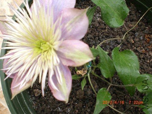 CIMG2206_����.jpg