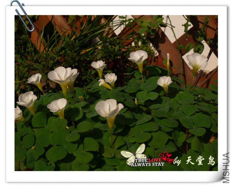 P1010136_����.jpg