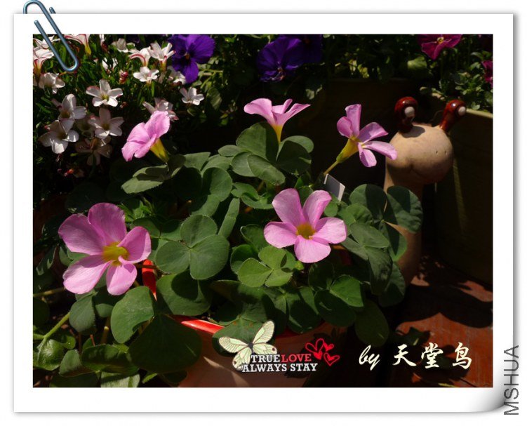 Oxalis purpurea Pale Pink.jpg