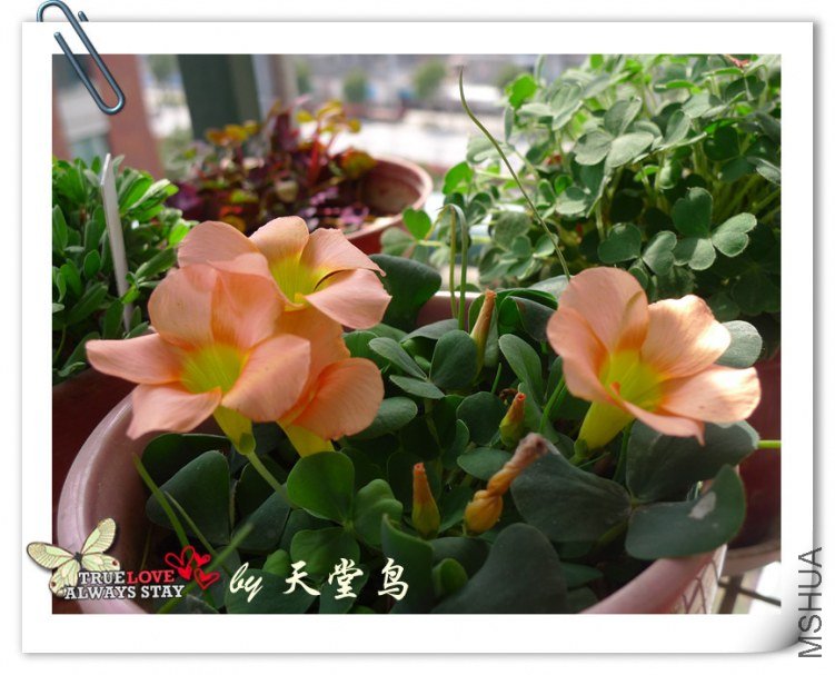 oxalis purpurea salmon14��.jpg