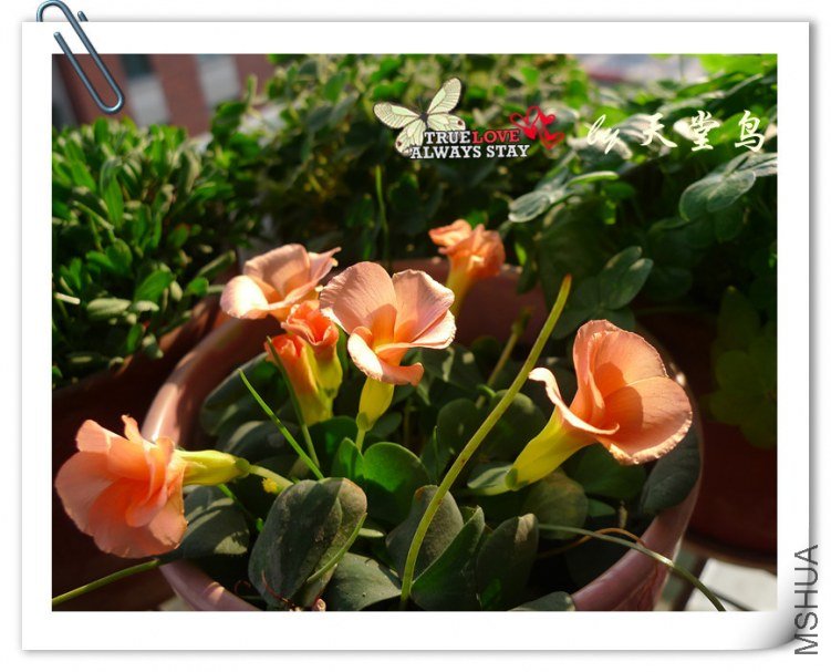 oxalis purpurea salmon16���.jpg